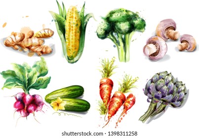 Vegetables watercolor Vector set collection. Mushrooms, corn, radish and artichoke