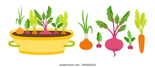 Vegetablesin in pot flat cartoon set. Root vegetable carrots. Beets, radishes and cucumber. Onions grow in the ground. Growing, Agricultural infographic farming food vector