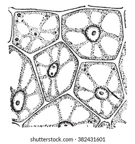 A vegetal cells, vintage engraved illustration. Dictionary of words and things - Larive and Fleury - 1895. 