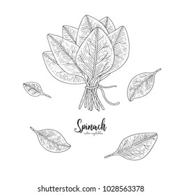 Vegetarian food. Hand drawn isolated spinach. Vector vintage vegetables illustration. Detailed vegetarian food drawing. Farm market product. Great for menu, recipes, decoration kitchen items