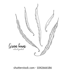 Vegetarian food. Hand drawn isolated green beans. Vector vintage vegetables illustration. Detailed vegetarian food drawing. Farm market product. Great for menu, recipes, decoration kitchen items