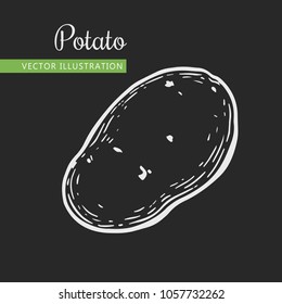 Vegetarian food. Hand drawn isolated potato.  Vector vintage vegetables illustration.  Can be used for wrapping paper, street festival, farmers market, country fair, shop, menu, cafe, restaurant