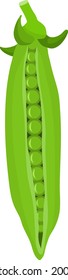 Vegetarian green peas vector illustration. Hand-drawn illustration. Fresh ingredient for salad or soup. Farm organic plant. 