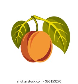 Vegetarian organic food simple illustration, vector ripe orange peach with green leaves isolated on white. Whole fruit.