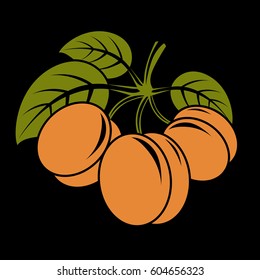 Vegetarian organic food simple illustration, three vector ripe sweet orange apricots with green leaves isolated on white. Whole fruits.
