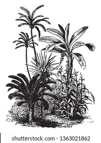 Vegetation is an assemblage of plant species and the ground cover they provide, vintage line drawing or engraving illustration.