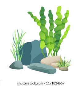 Vegetation green and coral plants with broad leaves foliage. Stone holes made by water. design of aquarium interior isolated on vector illustration