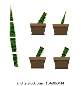 Vegetative propagation of a plant Sansevieria trifasciata 