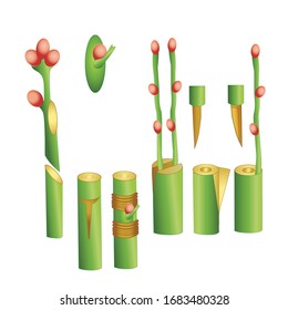 Vegetative Reproduction. Grafting Or Graftage. Propagation Of Plants. Botany. Plant In A Glass.