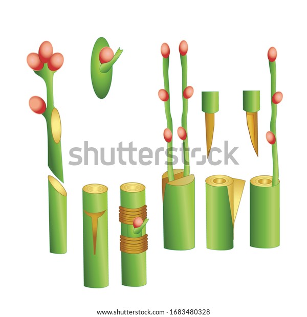 Vegetative Reproduction Grafting Graftage Propagation Plants стоковая
