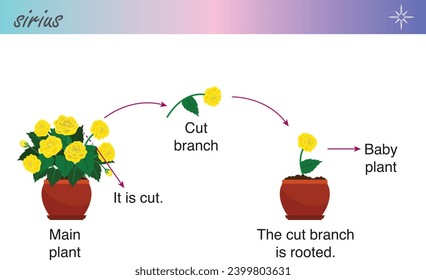 Vegetative reproduction. Plant propagation. Biology