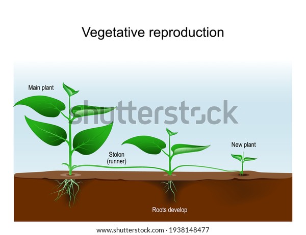 Vegetative Reproduction Plant Propagation Vegetative Multiplication