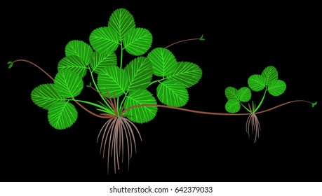 Vegetative reproduction of strawberries.