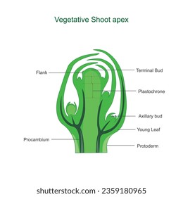 Vegetative shoot apex, botanical education