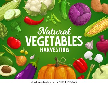 Veggies farm harvest. Vegetables and greenery banner with artichoke, asparagus and broccoli, cauliflower, onion and eggplant, pumpkin, potato, chili and bell pepper, cabbage, corn and beetroot vector