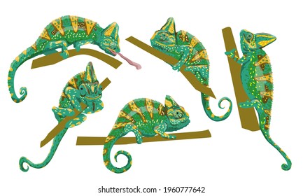 Veiled chameleon set. Chamaeleo calyptratus, cone-head chameleon or Yemen chameleon in various poses. A bright green chameleon sits on a branch and hunts. Realistic collection of wild reptile