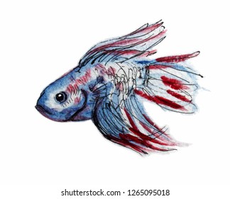 Veiltail fish. Colored sketch
