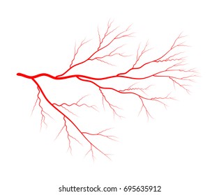 vein blood system vector symbol icon design. Beautiful illustration isolated on white background