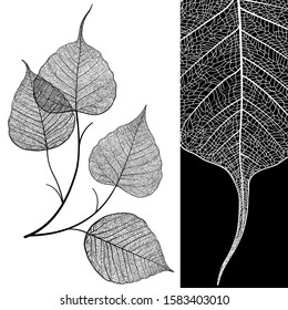 Vein leaf isolated on background. Black and white elegant illustration. Minimalism skeleton modern style design, vintage poster, not autotrace