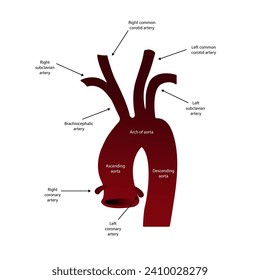 Vena con la parte principal con un mensaje marcado Ilustración vectorial en estilo plano.