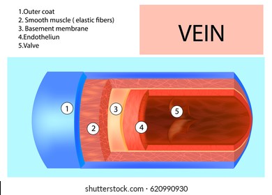Vein structure. Anatomy of the vein with the name of each layer. Detailed vector illustration.