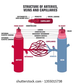 Vektormedizinisches Symbol
Struktur der Venen, Arterien und Kapillaren. Auf dem Schnitt im Kontext der Adern und Arterien. Illustration der Struktur von Venen und Arterien im flachen Stil 