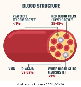 Veia. Estrutura de ícone médico vetorial e componentes sanguíneos. Ilustração de uma veia em uma seção com uma descrição da composição do sangue.
