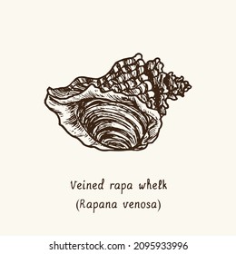 Veined rapa whelk (Rapana venosa). Ink black and white doodle drawing in woodcut style with inscription.