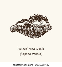 Veined rapa whelk (Rapana venosa). Ink black and white doodle drawing in woodcut style with inscription.