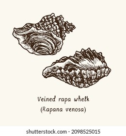 Veined rapa whelk (Rapana venosa) couple. Ink black and white doodle drawing in woodcut style with inscription.