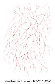 veins of the circulatory system vector icon design.