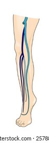 Veins of the leg