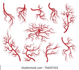 Veins Vector. Vessel And Capillary, Artery And Vein Isolated On White Background