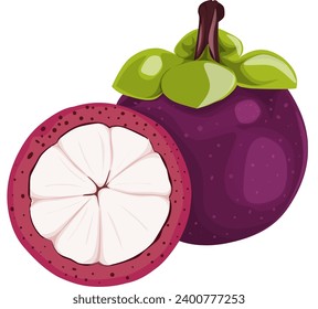 Vektor ilustrasion mangosteen cut in half, Asian fruit with a lot benefit for your healthy