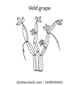 Veld grape (cissus quadrangularis), or devil's backbone, adamant creeper, asthisamharaka, hadjod, pirandai, patah tulang, medicinal plant. Hand drawn botanical vector illustration