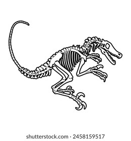 Esqueleto de dinosaurio Velociraptor. Huesos fósiles de animales en el fondo blanco aislado