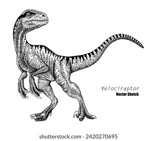 Velociraptor. Dinosaur sketch drawing. Black and white. Hand drawn vector art. line art