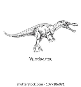 Velociraptor, hand drawn black and white doodle sketch, vector illustration with inscription