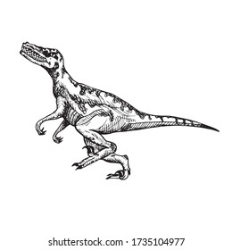 Velociraptor, hand drawn black and white doodle sketch, ink drawing illustration 