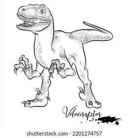 Velociraptor, dinosaurio de sketch realista, ilustración vectorial