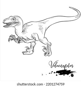 Velociraptor, dinosaurio de sketch realista, ilustración vectorial