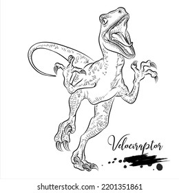 Velociraptor, dinosaurio de sketch realista, ilustración vectorial