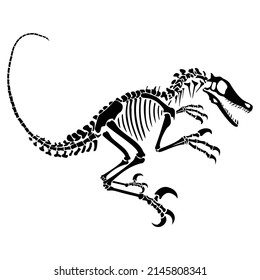 Velociraptor skeleton. Animal reptile bones, silhouette isolated