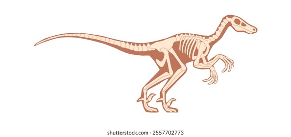 Velociraptor skeleton, skull and bones vector illustration