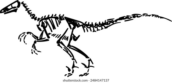 Velociraptor skeletons. Dino bones. Remains of ancient animal vector illustration