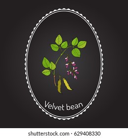 Velvet bean (Mucuna pruriens), medicinal plant. Hand drawn botanical vector illustration