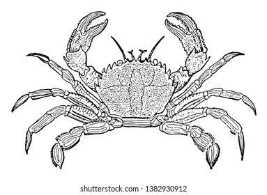 Velvet Crab is the largest swimming crab found in British coastal waters, vintage line drawing or engraving illustration.