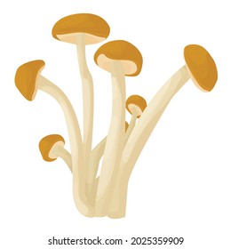 velvet pioppini mushrooms isolated on white background. edible mushrooms. mushroom season. autumn harvest. vector flat.