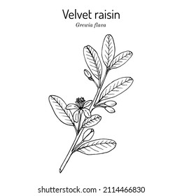 Velvet Raisin (Grewia Flava), Edible And Medicinal Plant. Hand Drawn Botanical Vector Illustration