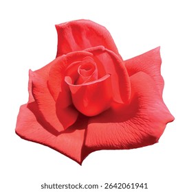 Velvet red rose. Isolated red rose (Rosa 'Veterans' Honor') blossom on a white background. Detailed petals and flowers romantic elegance. Perfect for Valentine's Day, wedding, or beauty themes.
